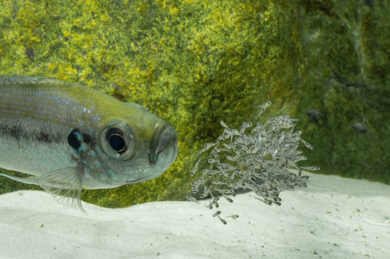 Haplotaxodon microlepis 'Cape Kabogo'
